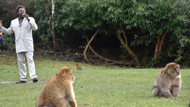 Un zoo britannique utilise Marvin Gaye pour mettre les singes dans l’ambiance
