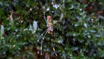 The Joro spider, a large spider native to East Asia, is seen in Johns Creek, Ga., on Sunday, Oct. 24, 2021.  (AP Photo/Alex Sanz, File)
