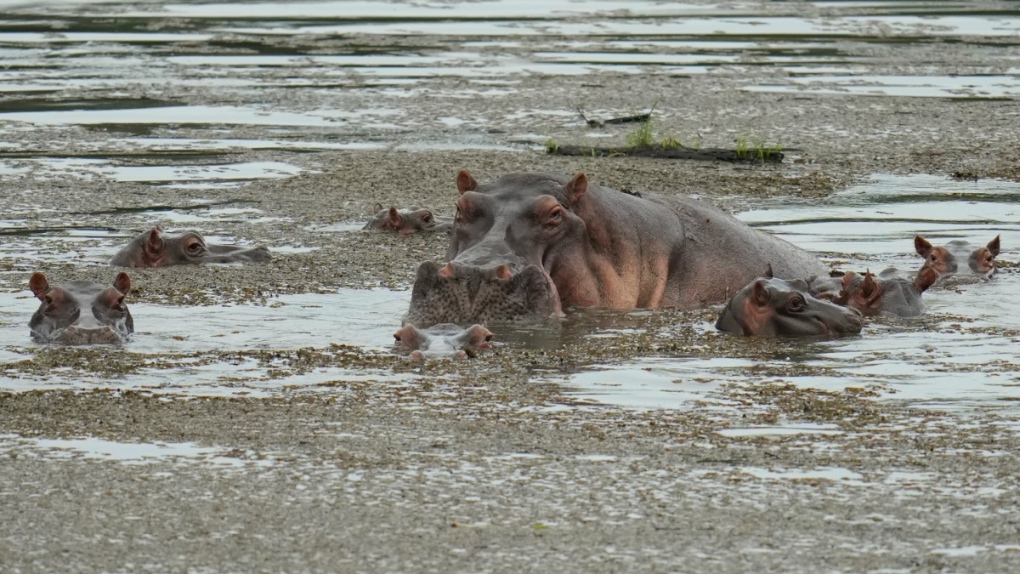 Hippos in Puerto Triunfo, Colombia