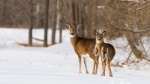 White-tailed deer are shown in a photo provided by the University of Saskatchewan. (University of Saskatchewan) 