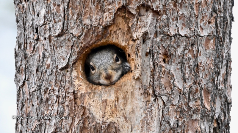 Mud Lake Hidey-Hole Squirrel (Mike & Therese Dupuis/CTV Viewer)