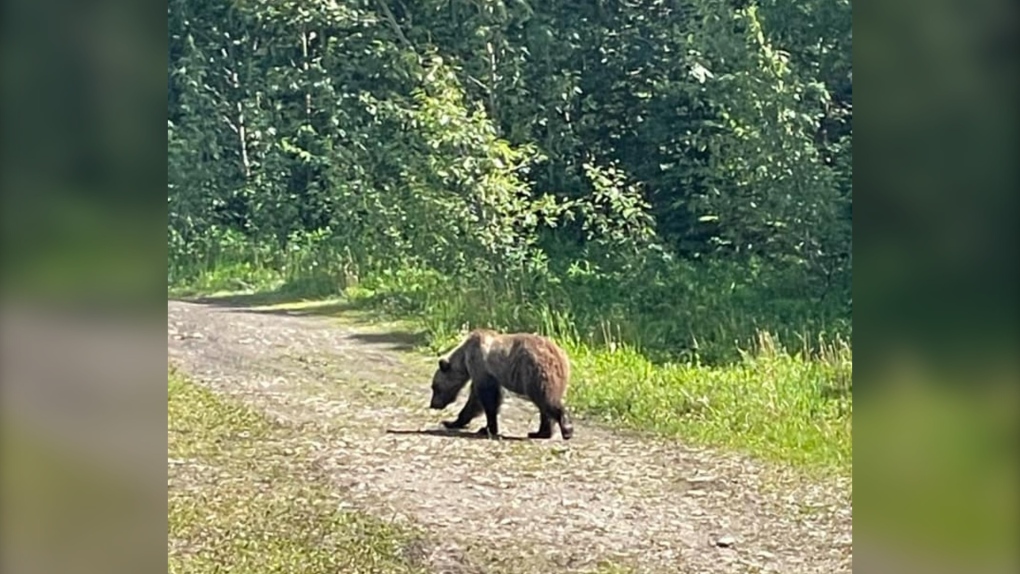 Increased bear activity on Tumbler Ridge trails tips to safely