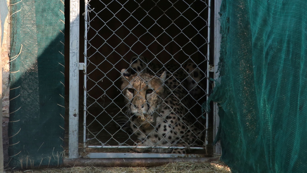 Cheetah headed to India 