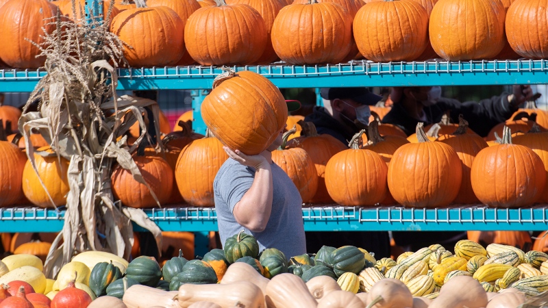 A man carries a pumpkin at a market on a warm fall day in Montreal. (THE CANADIAN PRESS/Graham Hughes)