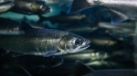 Coho salmon swim at the Fisheries and Oceans Canada Capilano River Hatchery, in North Vancouver, on Friday July 5, 2019. (THE CANADIAN PRESS/Darryl Dyck)