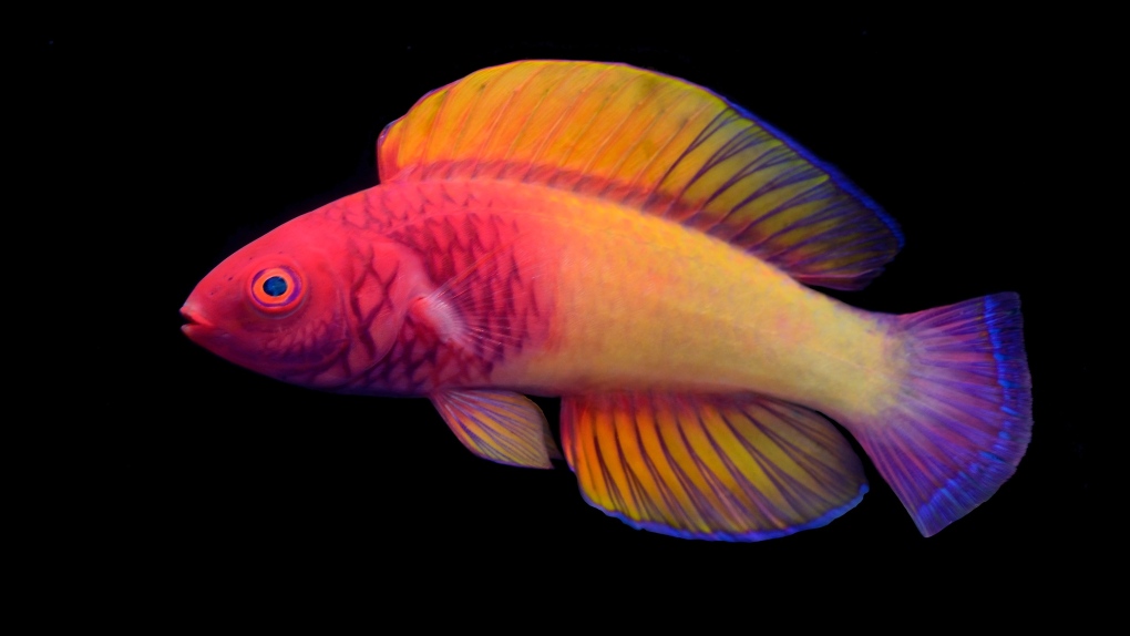 Rainbow fish discovered in 2022