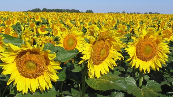 Sunflowers use 'internal clock' to track the sun: study | CTV News