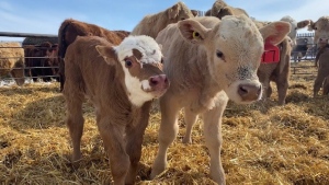 Calves can be seen in this file photo. (Stacey Hein/CTV News)