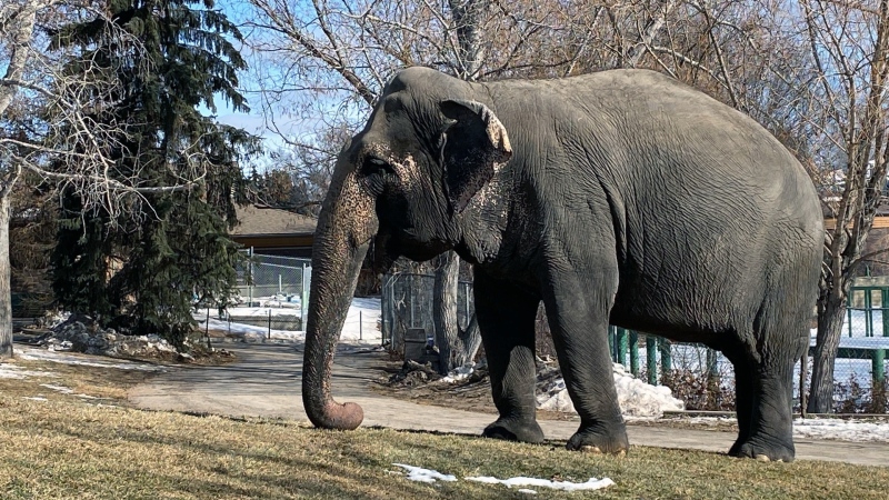 Lucy the elephant at the Valley Zoo in 2023. (Alison MacKinnon/CTV News Edmonton)