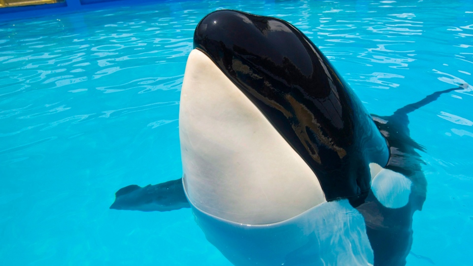 Lolita the orca whale