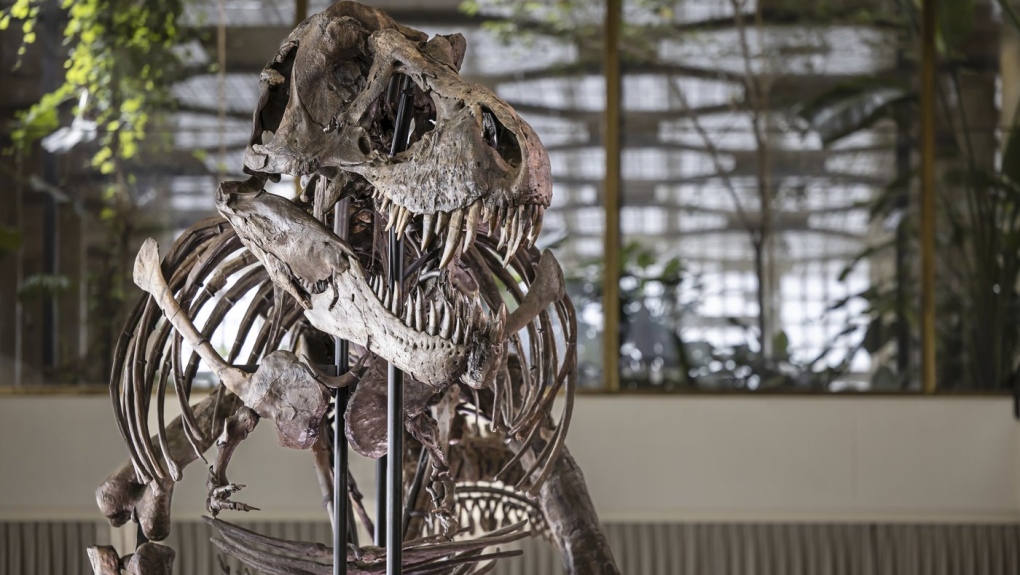 Alberta museum earns 5 Guinness World Records with dinosaur skeleton  collection