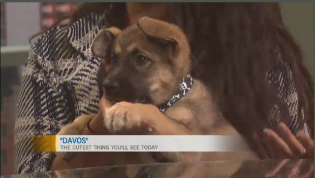 Saskatoon Spca Darling Davos Ctv News 0079