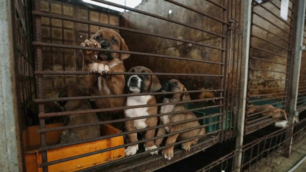 Dogs are seen in a cage