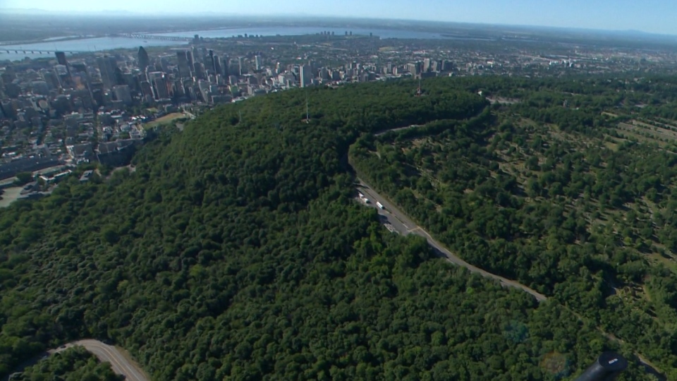 The Montreal Royals on X: Great aerial view of Montreal's De