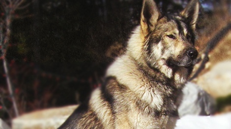 can you own a husky wolf mix in canada