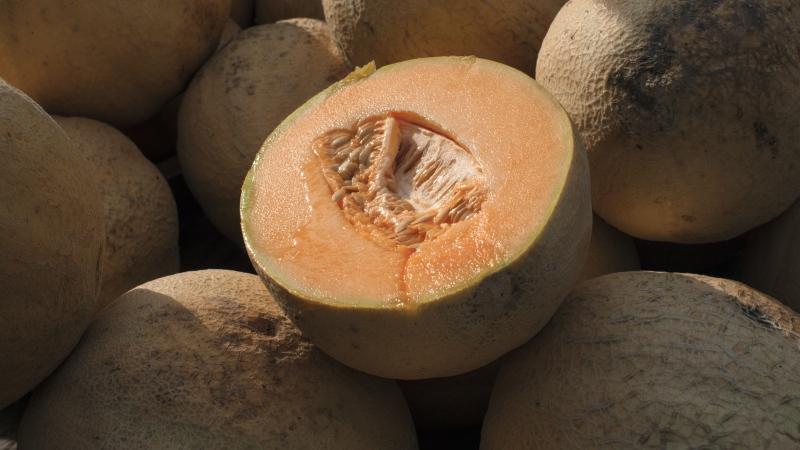 One person dead, 63 confirmed cases in salmonella outbreak linked to cantaloupe: PHAC