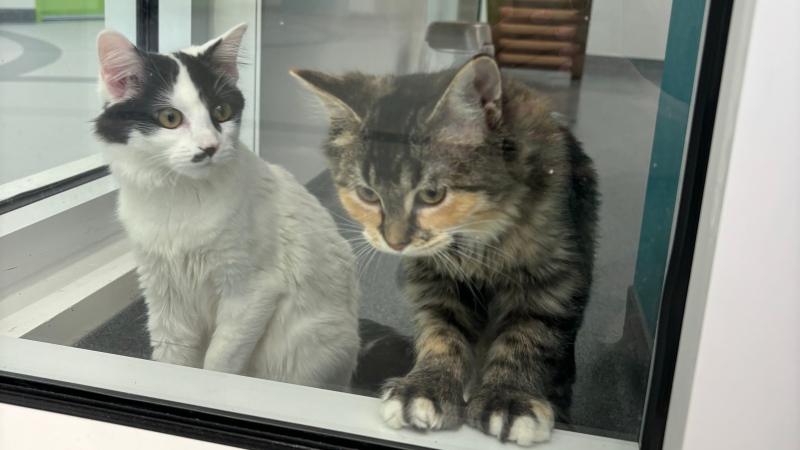 Some of the newest residents of the Regina Humane Society. (Hallee Mandryk/CTV News)