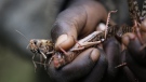A boy holds locusts he caught in Elburgon, Kenya, March 17, 2021. Extreme wind and rain may lead to bigger and worse desert locust outbreaks, with human-caused climate change likely to intensify the weather patterns and cause higher outbreak risks, a new study has found. (AP Photo/Brian Inganga, File)