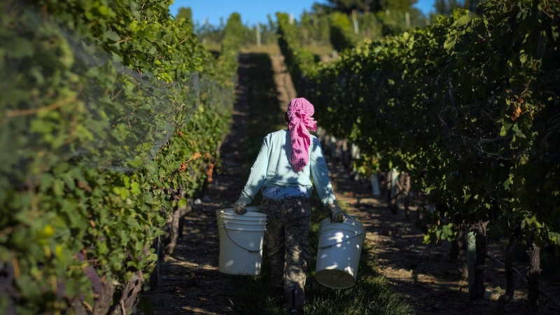 A picker collects grapes at the Okanagan Valley's River Stone Estate Winery in Oliver, B.C., Tuesday, Sept. 13, 2016.THE CANADIAN PRESS/Jeff McIntosh