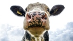 A cow is shown in a stock photo. (pexels/Jan Koetsier)