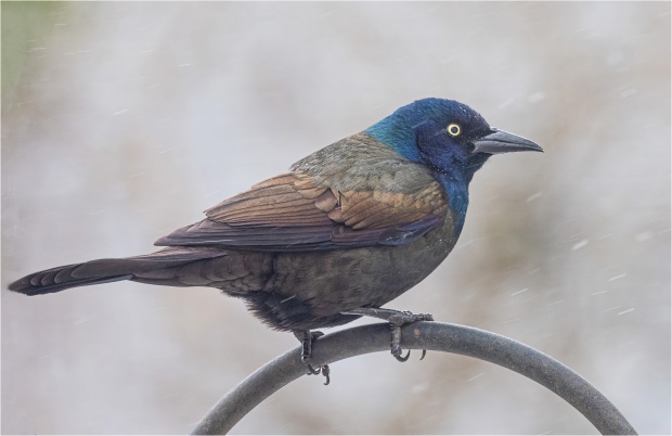 This Grackle is waiting for its turn at the bird feeder as it snows. - Bruce Shapka, Guelph, March 19 