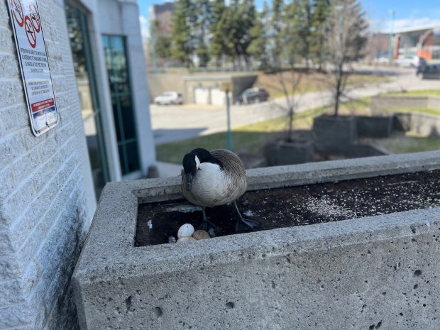 A male and female Canada goose have nested at the Laval courthouse, where the female has laid eggs. (photo: Laurence Brisson Dubreuil / CTV News)