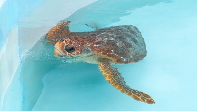 A subadult loggerhead turtle