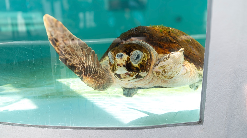 A subadult loggerhead turtle (2)