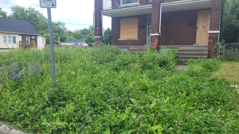 An overgrown lawn in Windsor, seen on May 28, 2024. (Sanjay Maru/CTV News Windsor) 
