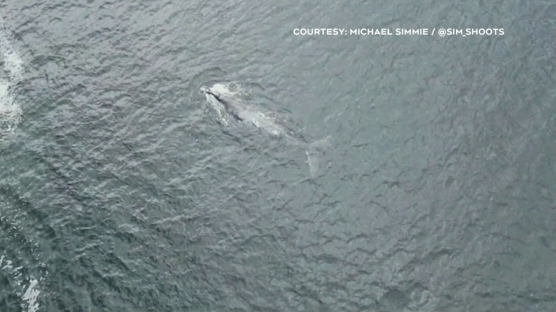A North Atlantic right whale is pictured. (Source: CTV News Atlantic)