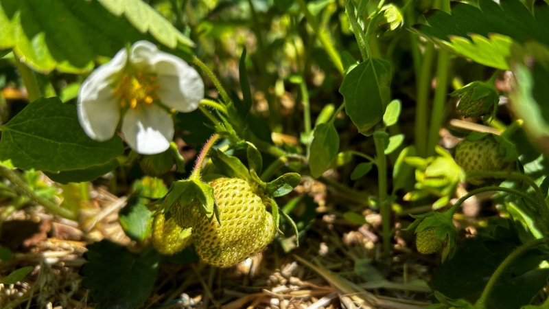 A Nova Scotia strawberry is pictured. (Jonathan MacInnis/CTV Atlantic)