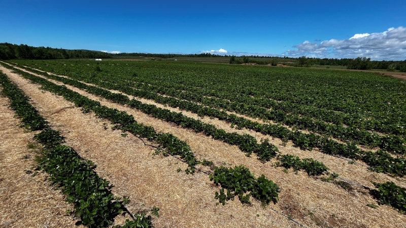 A Nova Scotia strawberry field is pictured. (Source: Jonathan MacInnis/CTV News Atlantic)