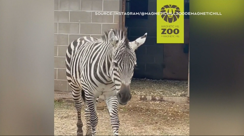 A zebra is pictured at the Magnetic Hill Zoo.