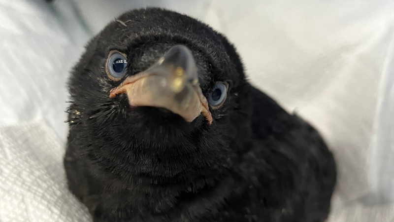 Phoebe, shown here in a recent handout photo, is one of four baby crows staying at The Rock Wildlife Rescue animal rehabilitation centre in Torbay. (N.L. THE CANADIAN PRESS / HO-Karen Gosse)
