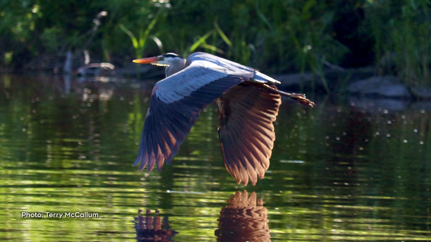 Heron flying low over the Mississippi River. (Terry McCallum/CTV Viewer)