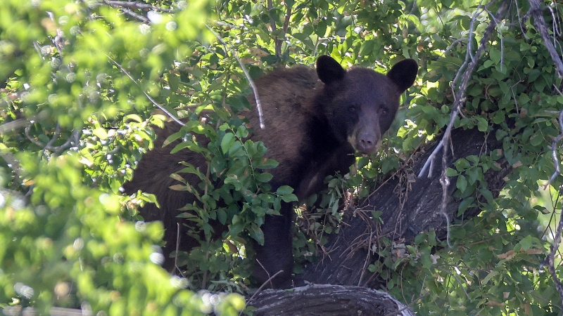 A black bear looks out from a tree on Wednesday, June 5, 2024, in Salt Lake City (Kristin Murphy/The Deseret News via AP)