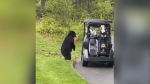 Bear takes off with snack from golf cart