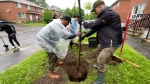 Volunteers planted 60 trees in the Overbrook neighbourhood Thursday, June 6, 2024. (Dave Charbonneau/CTV News Ottawa)