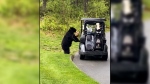 Bear swipes food from golf cart