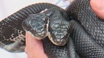 Two-headed snake captivates visitors