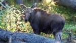 Three people from Kapuskasing and Val Rita in northern Ontario have been fined and banned from hunting for 26 years for moose hunting violations in 2023. (File)