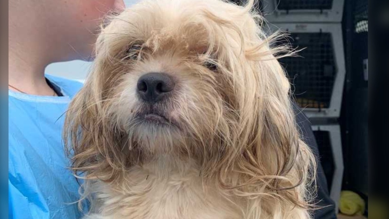 The Ontario SPCA and Humane Society says it’s taking care of 12 Shih Tzu dogs and is in need of donations in order to care for them. 