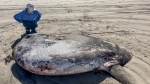 This image provided by Seaside Aquarium shows a hoodwinker sunfish that washed ashore on June 3, 2024, on a beach in Gearhart, Ore. (Tiffany Boothe/Seaside Aquarium via AP)
