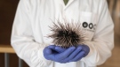 Dr. Omri Bronstein holds a sea urchin specimen, found in the Mediterranean, in Tel Aviv on May 24, 2023. (Maya Alleruzzo / AP Photo) 