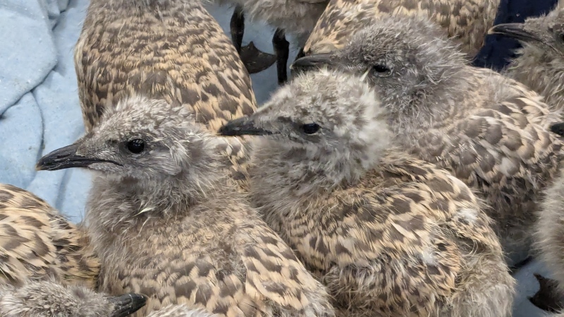 Around 100 ring-billed gulls fell from a roof in TMR on the Island of Montreal after their nest overheated during the heat wave. (Christine Long, CTV News)