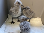 A trio of ring-billed gull chicks recovers from a fall the Le Nichoir Rescue in Hudson, Que. (Christine Long, CTV News)