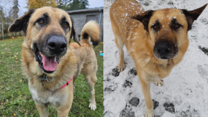 Oso spent almost 300 days at a shelter before finding his forever home. (Image credit: BC SPCA) 