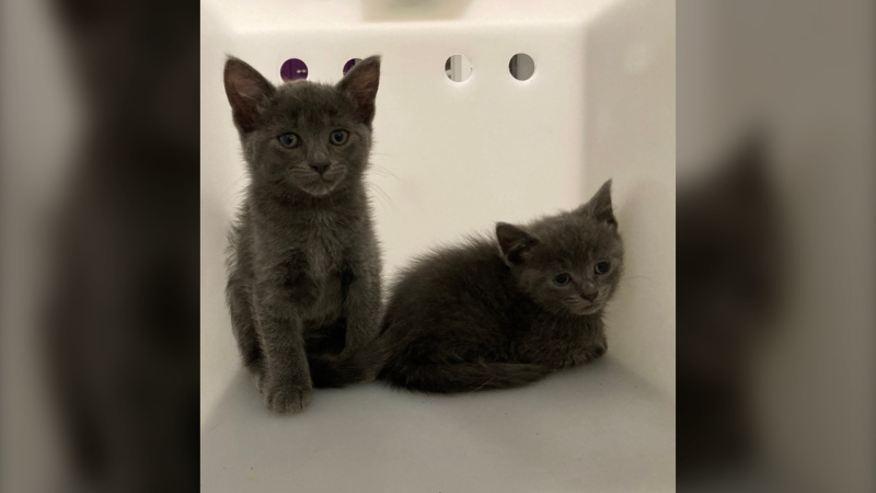 Two kittens were some of the 10 animals left abandoned outside the Winnipeg Humane Society and found by staff the next morning on July 8, 2024. (Winnipeg Humane Society)