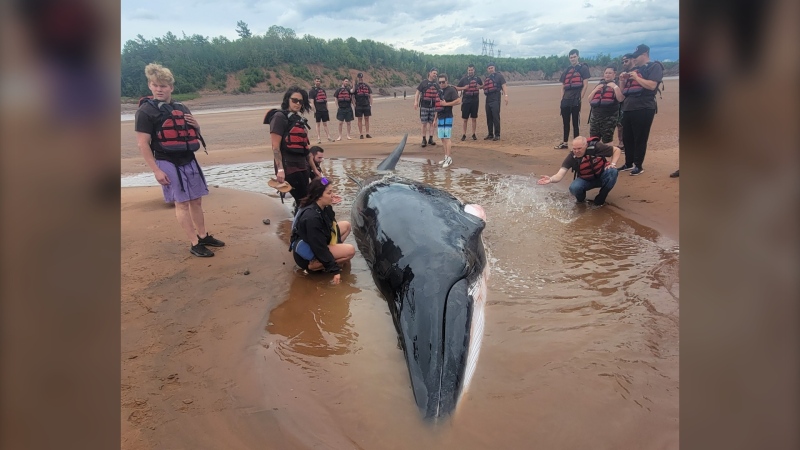A minke whale was stranded in Nova Scotia’s Shubenacadie River on June 9, 2024. (Source: Marine Animal Response Society/Facebook)