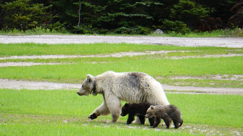 A white grizzly, known as Bear 178, is seen with her two cubs. All three bears died due to collisions on the Trans-Canada Highway on June 6. (Courtesy: Parks Canada) 
